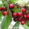 Cây Cherry Mỹ