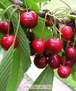 Cây Cherry Mỹ