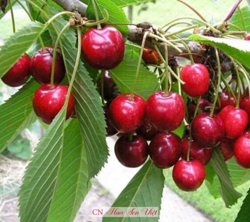 Cây Cherry Mỹ