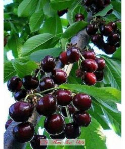 Cây Cherry Mỹ Giống ở đà Nẵng