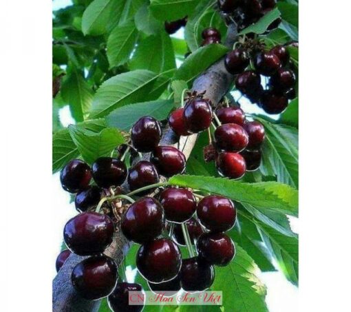 Cây Cherry Mỹ Giống ở đà Nẵng