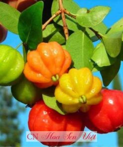 Cây Cherry Surinam Hoa Sen Việt