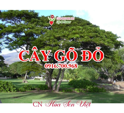 Cay Go Do Hoa Sen Viet