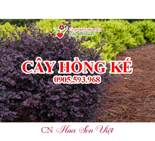 Cay Hong Ke Da Nang