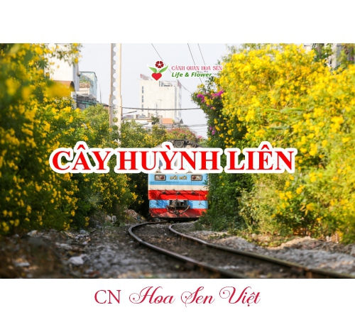 Cay-huynh-lien-cay-hoang-yen-da-nang