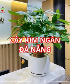 Cây Kim Ngân đà Nẵng