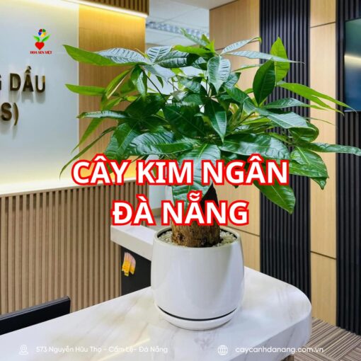 Cây Kim Ngân đà Nẵng