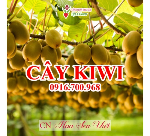 Cây Kiwi Giống ở đà Nẵng