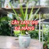 Cây Lan Chi đà Nẵng