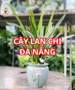 Cây Lan Chi đà Nẵng