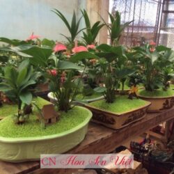 Cây May Mắn đà Nẵng