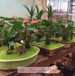 Cây May Mắn đà Nẵng