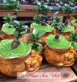 Cây May Mắn Hoa Sen Việt