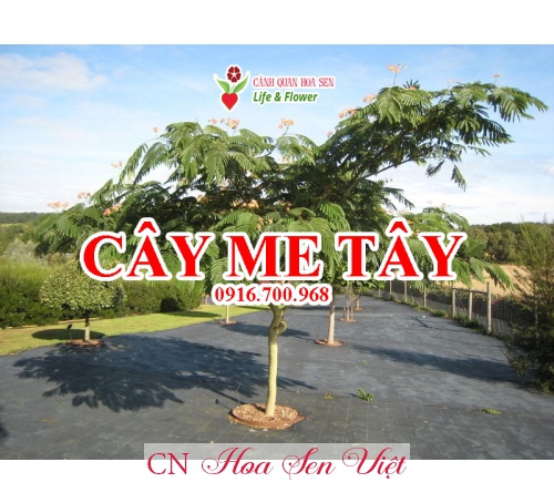 Cay Me Tay Da Nang