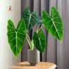 Cay-mon-alocasia-da-nang (2)