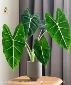 Cay-mon-alocasia-da-nang (2)