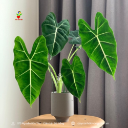 Cay-mon-alocasia-da-nang (2)