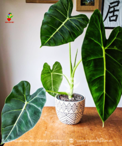 Cay-mon-alocasia-da-nang