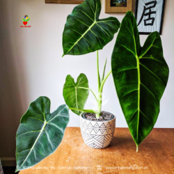 Cay-mon-alocasia-da-nang