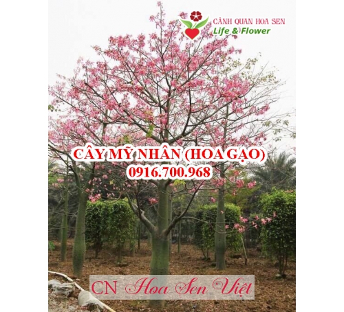 Cay My Nhan Hoasenviet Da Nang