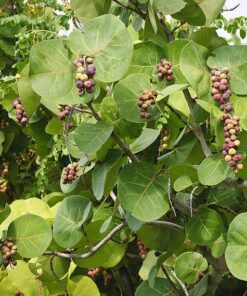 Detail Of Sea Grape Tree & Cluster Of A Sea Grapes. Horizontal, Nobody.