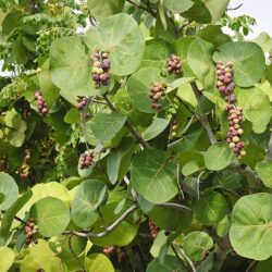 Detail Of Sea Grape Tree & Cluster Of A Sea Grapes. Horizontal, Nobody.