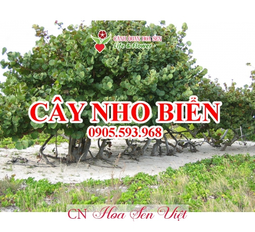 Cay Nho Bien Hoa Sen Bien