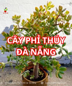 Cây Phỉ Thúy ở đà Nẵng