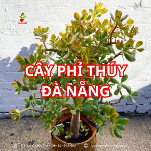 Cây Phỉ Thúy ở đà Nẵng