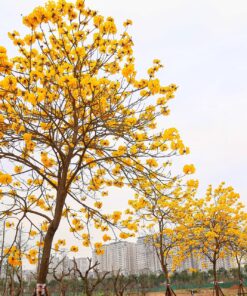 Cay Phong Linh Da Nang