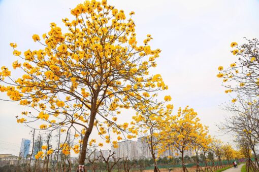 Cay Phong Linh Da Nang