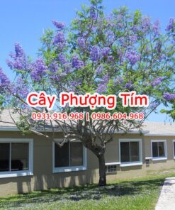 Cây Phượng Tím đẹp ở đà Nẵng