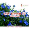 Cay Thanh Tu Hoasenviet 1