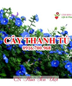 Cay Thanh Tu Hoasenviet 1