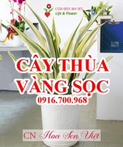 Cay Thua Vang Soc Da Nang