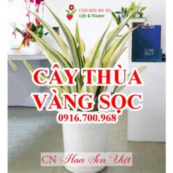 Cay Thua Vang Soc Da Nang