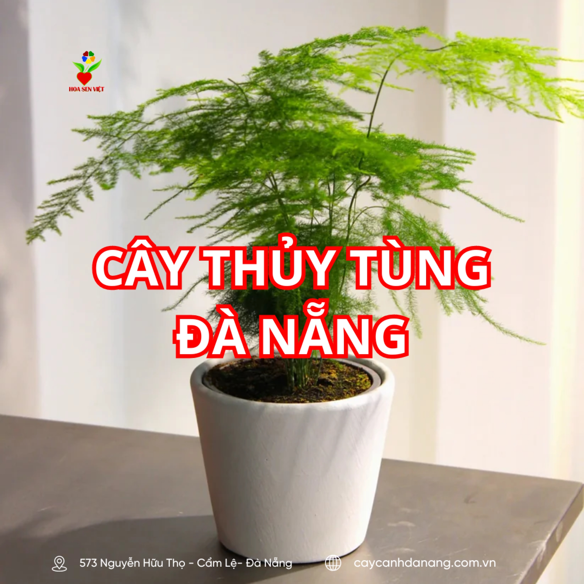 Cây Thủy Tùng đà Nẵng