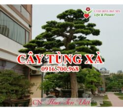 Cay Tung Xa Da Nang
