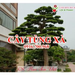 Cay Tung Xa Da Nang