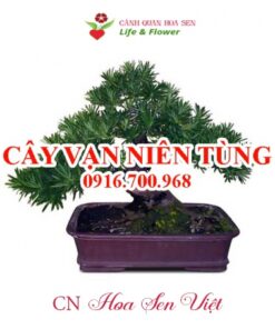 Cay Van Nien Tung Da Nang