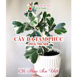 Chậu Cây đa Tam Phúc Hoasenviet