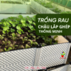 Chau Trong Rau Thong Minh Hoasenviet Danang