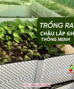 Chau Trong Rau Thong Minh Hoasenviet Danang