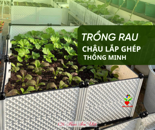 Chau Trong Rau Thong Minh Hoasenviet Danang