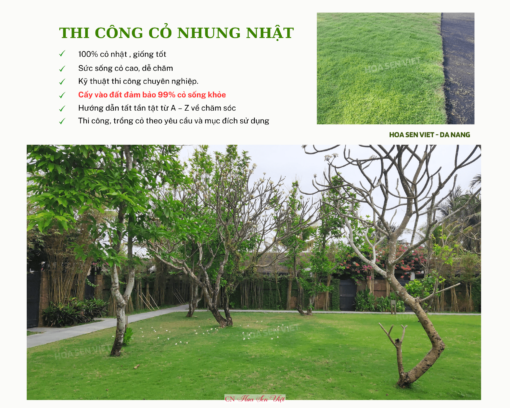 Co Nhung Nhat Hoasenviet 8