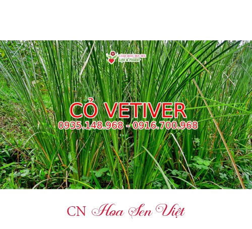 Co Vetiver Da Nang Hoasenviet 4 (2)