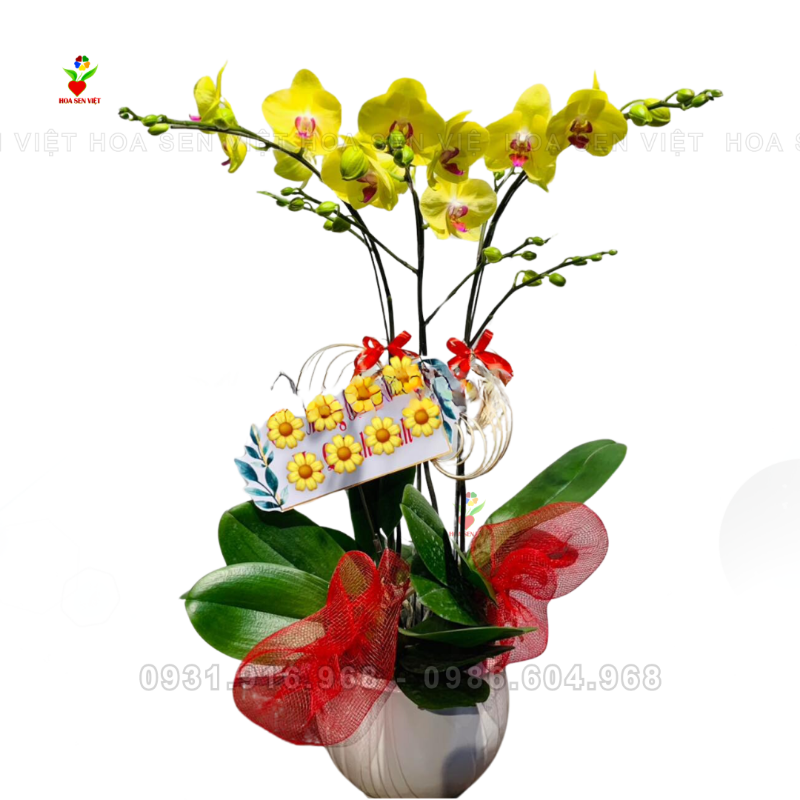 hoa lan ho diep vang 3 canh