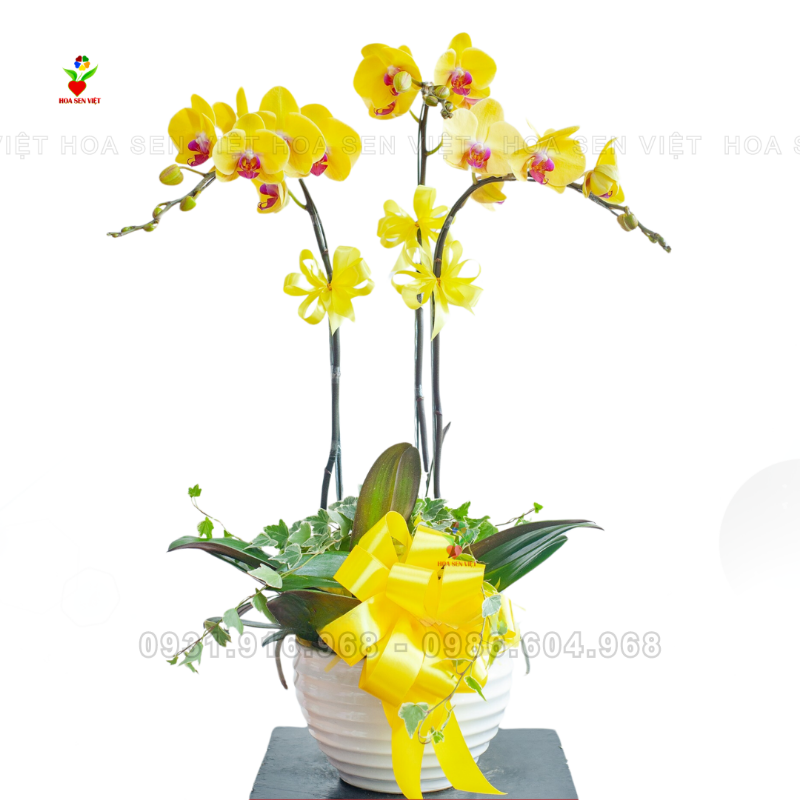 hoa lan ho diep vang 3 canh da nang