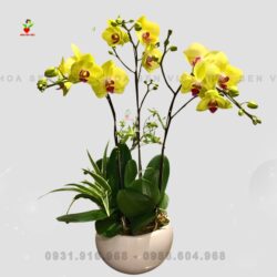 Full-lan-ho-diep-vang-3-canh-2