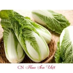 Hat Giong Cai Thao Chiu Nhiet F1 Hn-686 Da Nang